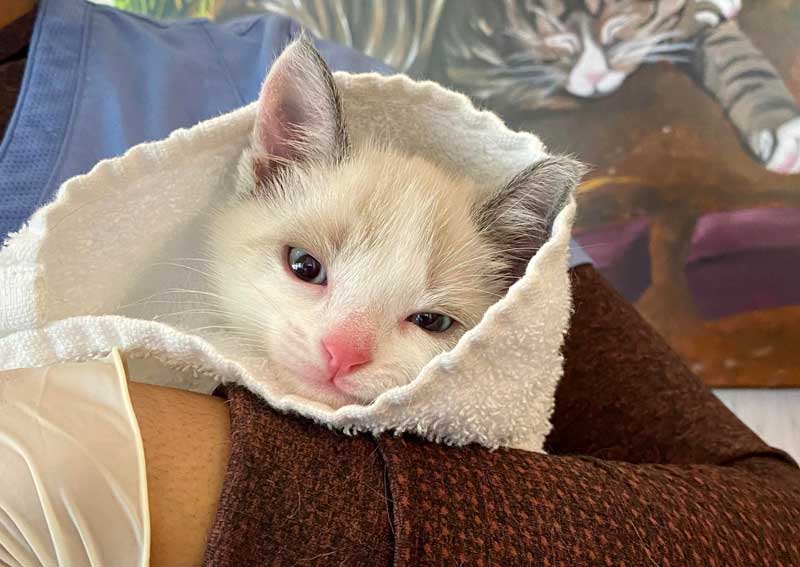 Carousel Slide 2: Kitten veterinary visits