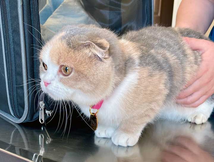 Preventive Care for Cats